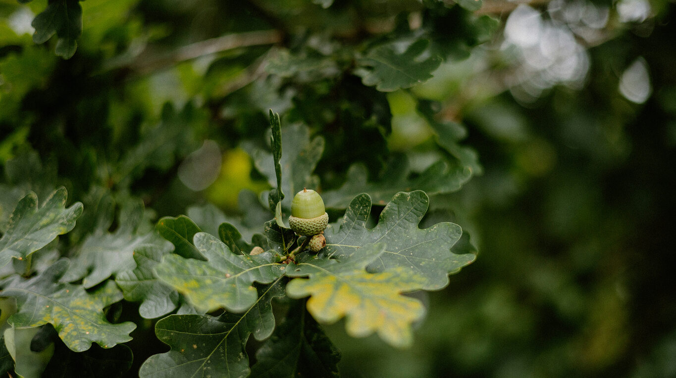 leaves